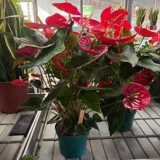 Anthurium