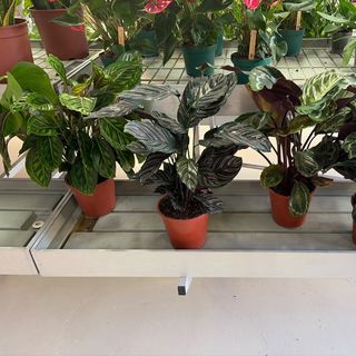 Calathea