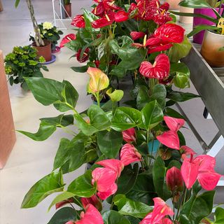 Anthurium