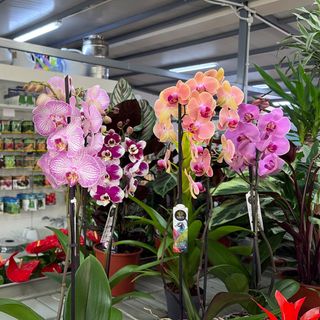 Orchidea