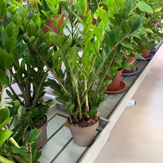 Zamiculcas