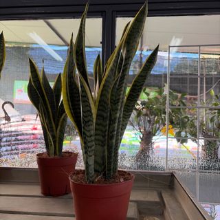 Sanseveria
