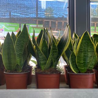 Sanseveria