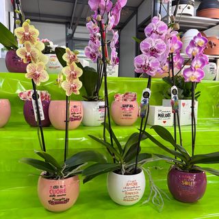 Orchidea con vaso in ceramica
