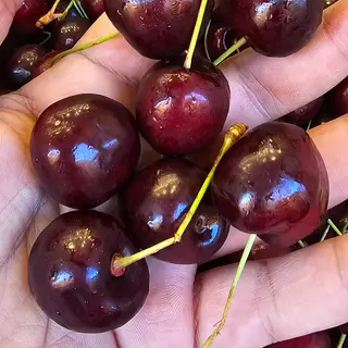 Ciliegie 400 gr circa fredda