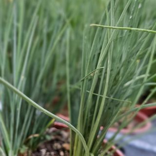 Erba cipollina in vaschetta 