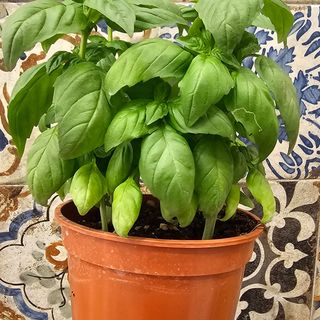 Piantina di basilico cad