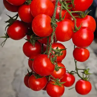 Ciliegino 1 kg