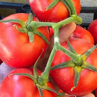 Pomodoro al kg