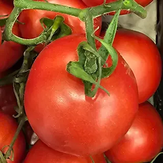 Pomodoro al kg