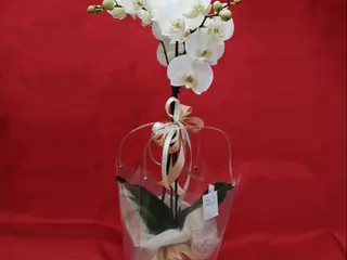 Pianta di orchidea