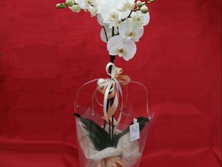 Pianta di orchidea