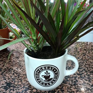 tronchetto dracena vaso ceramica