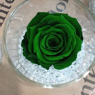 rosa stabilizzata verde