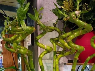 lucky bamboo 3 rami