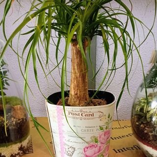 Beaucarnea recurvata con Coprivaso 