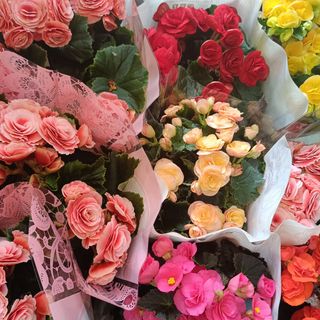 Begonia