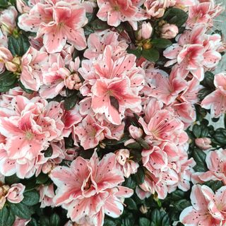Pianta azalea
