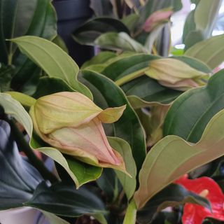Medinilla