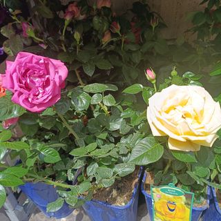 Pianta di rose