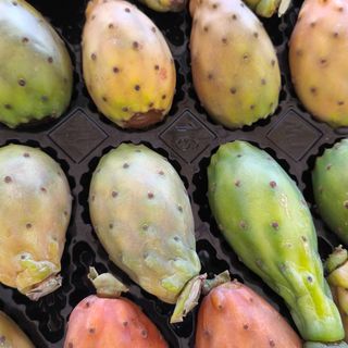 Fichi d'india