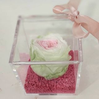 rosa stabilizzata durata 5 anni color bicolore