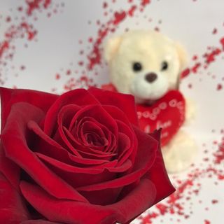 1 rosa rossa gambo medio con peluche
