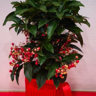 pianta di ardisia con base in ceramica