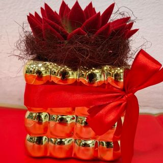 pianta grassa di echeveria