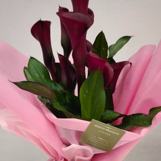 pianta di calla olandese bordeau