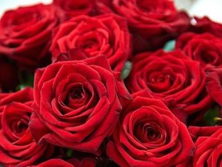 12 rose rosse