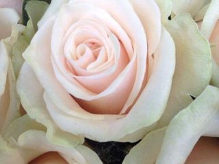 5 rose rosate ben confezionate