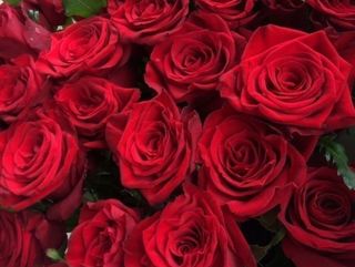 24 rose rosse super con peluche in omaggio