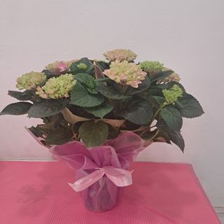 pianta ortensia rosata