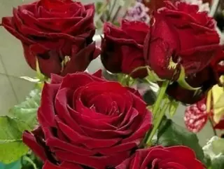 7 rose rosse