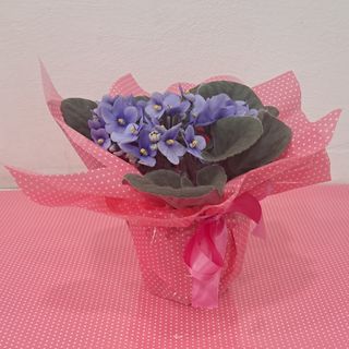 Violetta in Vaso