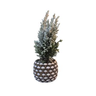 Abete innevato + vaso mezza pigna