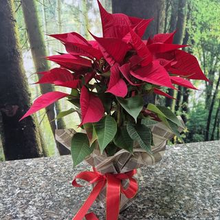 Mini stella di natale