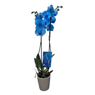 Orchidea Blu
