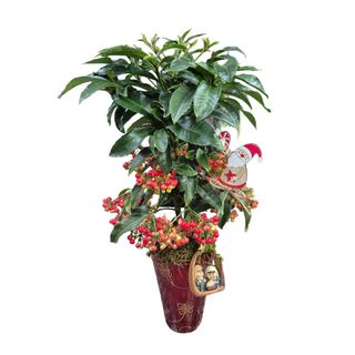 Ardisia + vaso ceramica