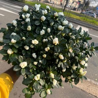 Azalea bianche grande 