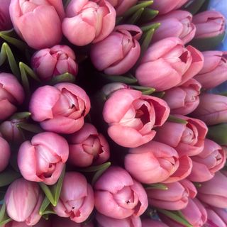 Tulipani colore Rosa 30 pezzi 