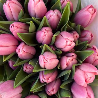 Tulipani colore Rosa 21 pezzi