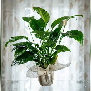 Spathiphyllum