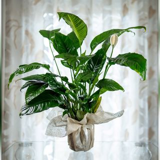 Spathiphyllum