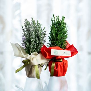 Alberello Di Cipresso