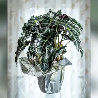 L’Alocasia