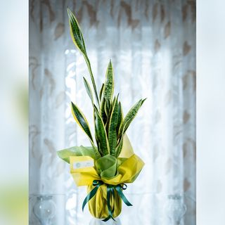 Sansevieria Trifasciata