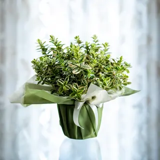 Hebe Veronica