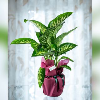 Dieffenbachia Seguine